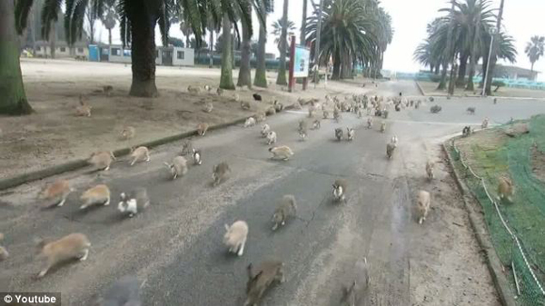 HUNDREDS of adorable bunnies