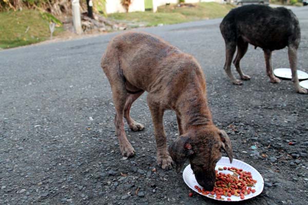 Since the dogs seemed sick, both father and son have been taking precautions to disinfect themselves after interacting with the strays.